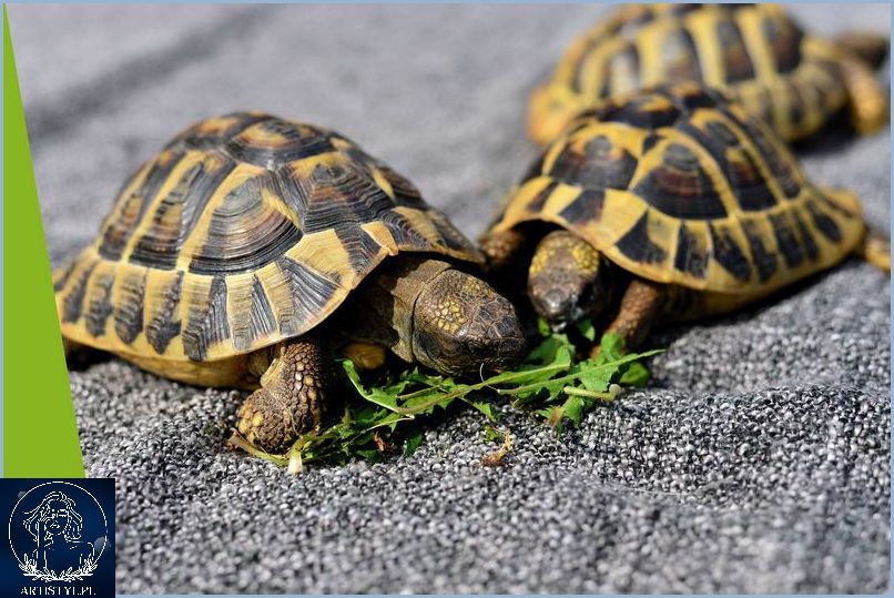 Co Jedzą Żółwie Lądowe? Odkryj Tajemnicę!